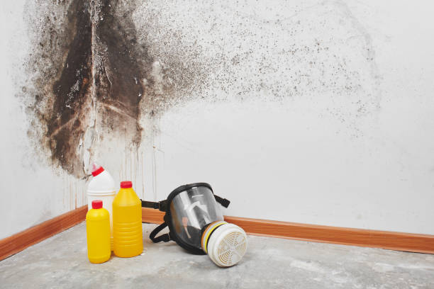 Mold Removal Process in Mount Ivy, NY