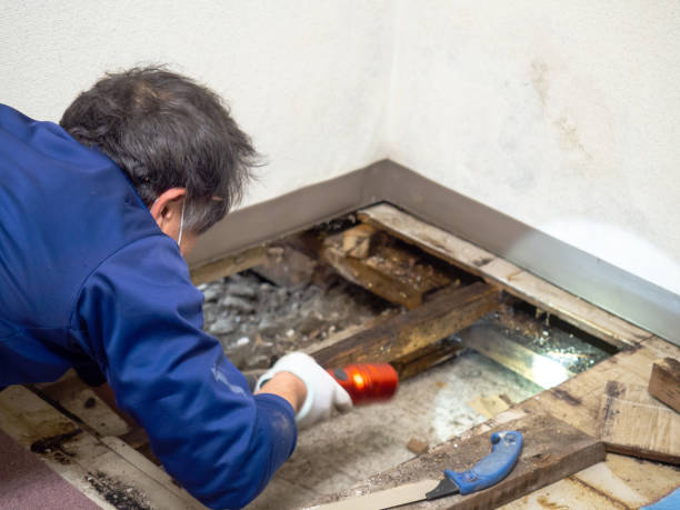 Best Attic Mold Removal  in Mount Ivy, NY