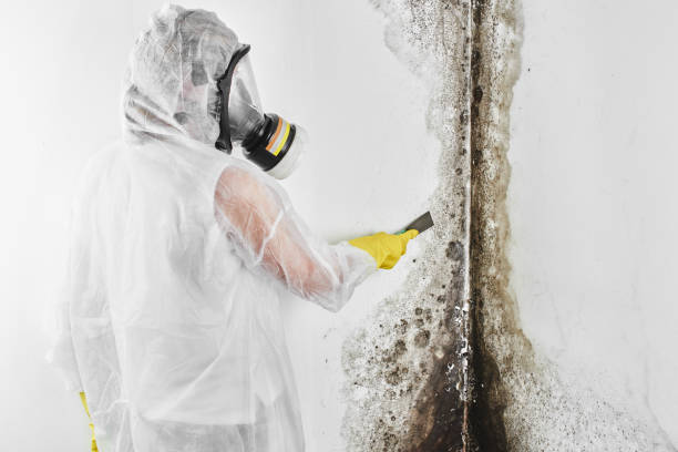 Best Affordable Mold Removal  in Mount Ivy, NY