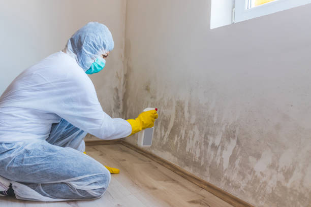 Best Certified Mold Removal  in Mount Ivy, NY
