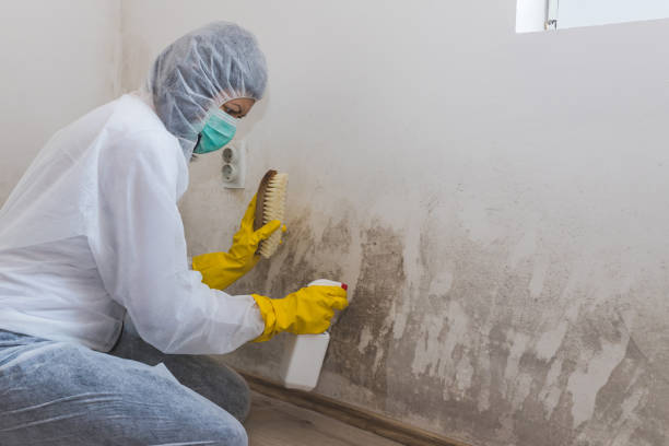 Best Water Damage Restoration  in Mount Ivy, NY
