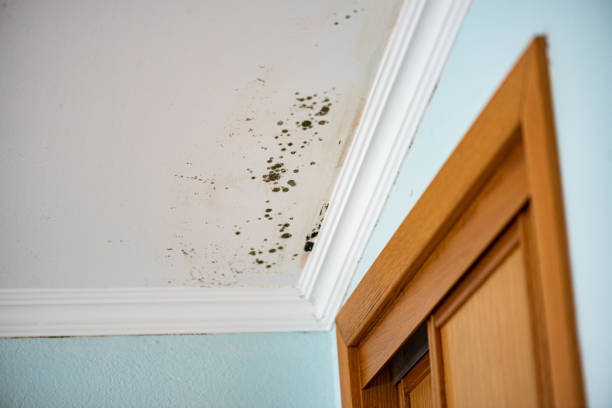 Best Mold Damage Repair  in Mount Ivy, NY