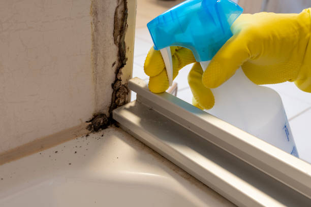 Attic Mold Removal in Mount Ivy, NY