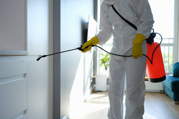Best Fast Mold Removal  in Mount Ivy, NY