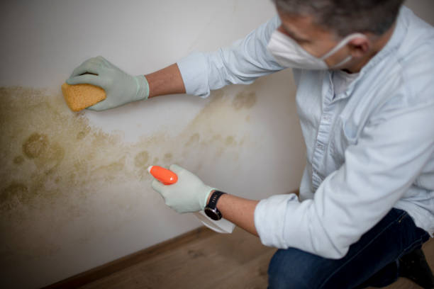 Best Office Mold Removal Services  in Mount Ivy, NY