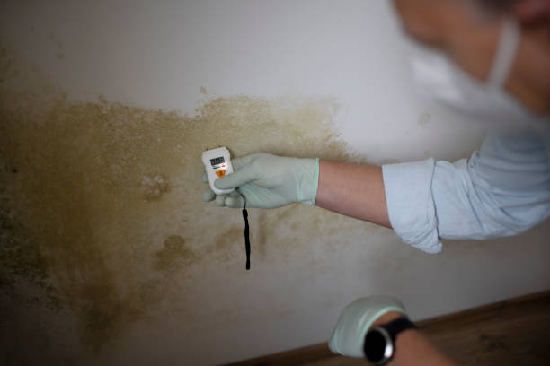 Best Mold Testing  in Mount Ivy, NY