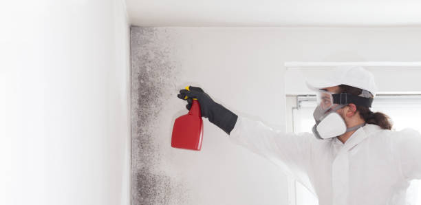 Best Professional Mold Removal  in Mount Ivy, NY