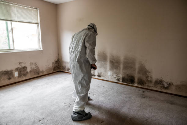 Best Mold Remediation Experts  in Mount Ivy, NY