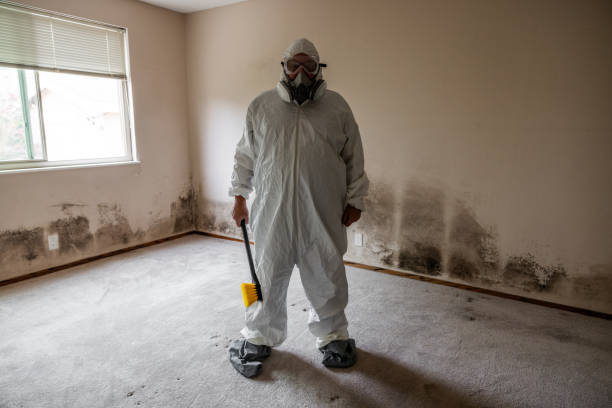 Mold Removal and Inspection in Mount Ivy, NY