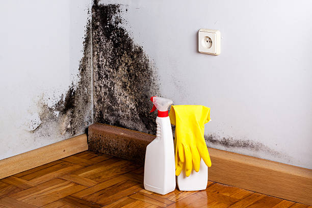Best Best Mold Removal Companies  in Mount Ivy, NY