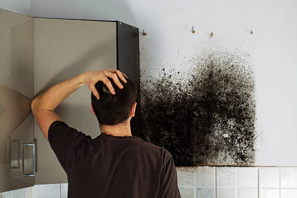 Best Mold Cleaning Services  in Mount Ivy, NY