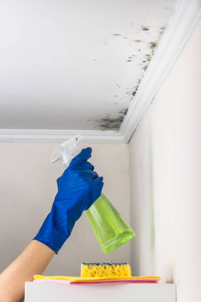 Professional Mold Removal in Mount Ivy, NY